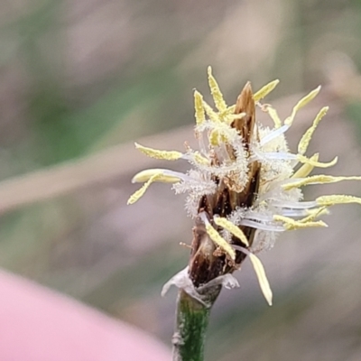 Eleocharis (genus) (Spike-rush) at Gungahlin, ACT - 4 Oct 2023 by trevorpreston