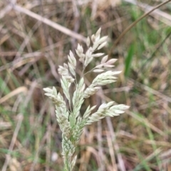 Holcus lanatus (Yorkshire Fog) at Gungaderra Grasslands - 4 Oct 2023 by trevorpreston