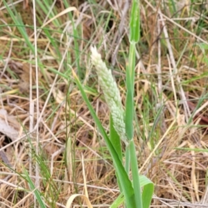 Holcus lanatus at Gungahlin, ACT - 4 Oct 2023