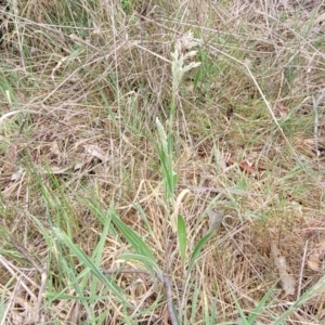 Holcus lanatus at Gungahlin, ACT - 4 Oct 2023 12:58 PM