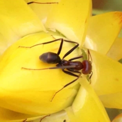 Iridomyrmex purpureus (Meat Ant) at Caladenia Forest, O'Connor - 2 Oct 2023 by ConBoekel