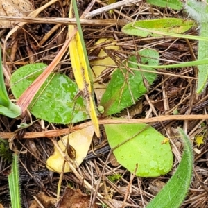 Hypochaeris glabra at Gungahlin, ACT - 4 Oct 2023