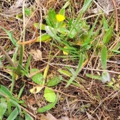 Hypochaeris glabra at Gungahlin, ACT - 4 Oct 2023