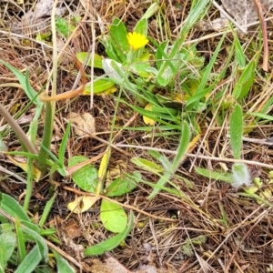 Hypochaeris glabra at Gungahlin, ACT - 4 Oct 2023 12:57 PM