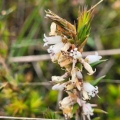 Lissanthe strigosa subsp. subulata (Peach Heath) at Gungaderra Grasslands - 4 Oct 2023 by trevorpreston