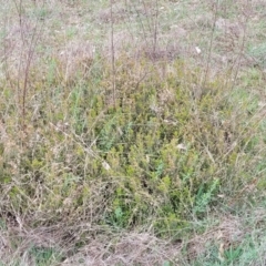 Lissanthe strigosa subsp. subulata at Gungahlin, ACT - 4 Oct 2023