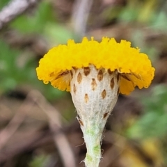 Leptorhynchos squamatus (Scaly Buttons) at Gungaderra Grasslands - 4 Oct 2023 by trevorpreston