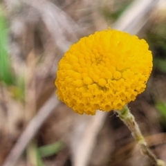 Leptorhynchos squamatus at Gungahlin, ACT - 4 Oct 2023