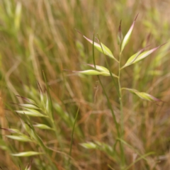 Rytidosperma (genus) (Wallaby Grass) at O'Connor, ACT - 3 Oct 2023 by ConBoekel