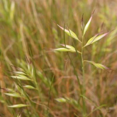 Rytidosperma sp. (Wallaby Grass) at O'Connor, ACT - 3 Oct 2023 by ConBoekel