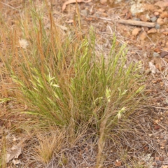 Rytidosperma sp. at O'Connor, ACT - 3 Oct 2023 10:01 AM