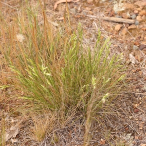 Rytidosperma sp. at O'Connor, ACT - 3 Oct 2023 10:01 AM