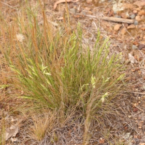 Rytidosperma sp. at O'Connor, ACT - 3 Oct 2023