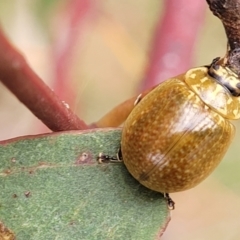 Paropsisterna cloelia (Eucalyptus variegated beetle) at Gungaderra Grasslands - 4 Oct 2023 by trevorpreston