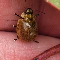 Paropsisterna cloelia at Gungahlin, ACT - 4 Oct 2023 12:53 PM