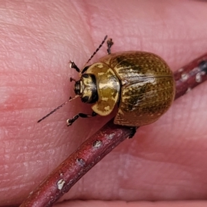 Paropsisterna cloelia at Gungahlin, ACT - 4 Oct 2023