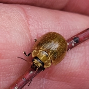 Paropsisterna cloelia at Gungahlin, ACT - 4 Oct 2023