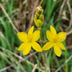 Bulbine bulbosa (Golden Lily) at Gungahlin, ACT - 4 Oct 2023 by trevorpreston