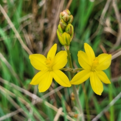 Bulbine bulbosa (Golden Lily) at Gungahlin, ACT - 4 Oct 2023 by trevorpreston