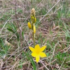 Bulbine bulbosa at Gungahlin, ACT - 4 Oct 2023