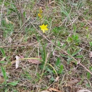 Bulbine bulbosa at Gungahlin, ACT - 4 Oct 2023 12:50 PM