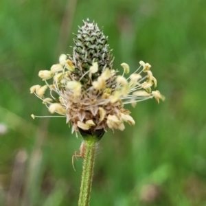 Plantago lanceolata at Gungahlin, ACT - 4 Oct 2023