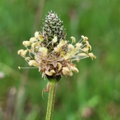 Plantago lanceolata (Ribwort Plantain, Lamb's Tongues) at Gungaderra Grasslands - 4 Oct 2023 by trevorpreston