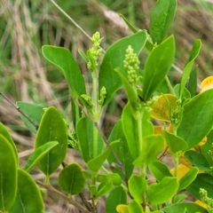 Ligustrum sinense (Narrow-leaf Privet, Chinese Privet) at Gungaderra Grasslands - 4 Oct 2023 by trevorpreston