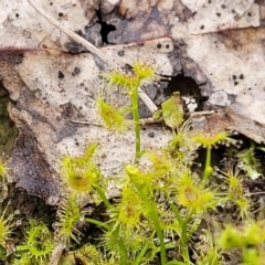 Unidentified Other Wildflower or Herb at Kaleen, ACT - 4 Oct 2023 by trevorpreston