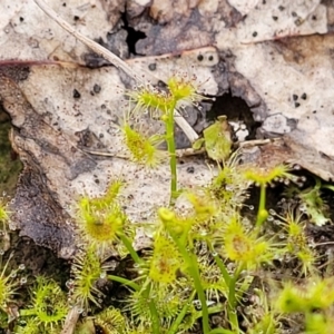 Drosera gunniana at Kaleen, ACT - 4 Oct 2023