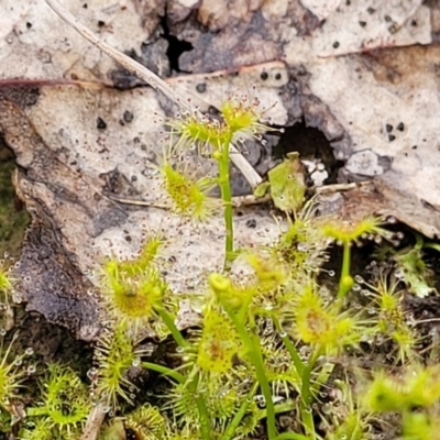 Drosera gunniana (Pale Sundew) at Kaleen, ACT - 4 Oct 2023 by trevorpreston