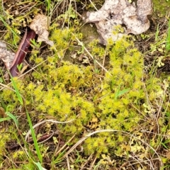 Drosera gunniana at Kaleen, ACT - 4 Oct 2023