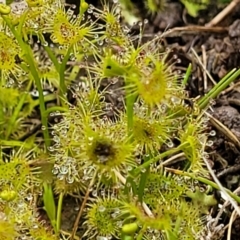 Drosera gunniana at Kaleen, ACT - 4 Oct 2023