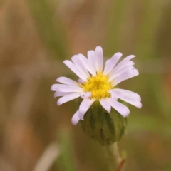 Vittadinia muelleri (Narrow-leafed New Holland Daisy) at O'Connor, ACT - 3 Oct 2023 by ConBoekel