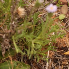 Vittadinia muelleri at O'Connor, ACT - 3 Oct 2023