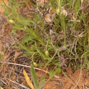 Vittadinia muelleri at O'Connor, ACT - 3 Oct 2023 10:02 AM