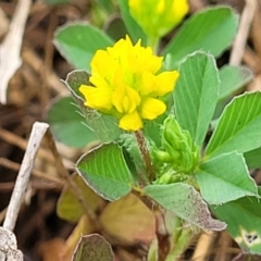 Trifolium dubium (Yellow Suckling Clover) at Kaleen, ACT - 4 Oct 2023 by trevorpreston