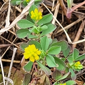 Trifolium dubium at Kaleen, ACT - 4 Oct 2023