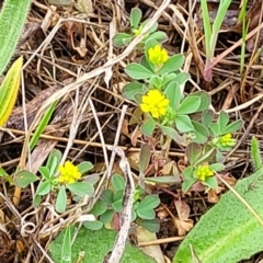 Trifolium dubium at Kaleen, ACT - 4 Oct 2023