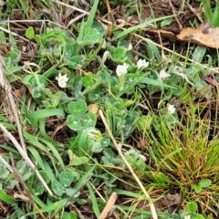 Trifolium subterraneum (Subterranean Clover) at Gungaderra Grasslands - 4 Oct 2023 by trevorpreston