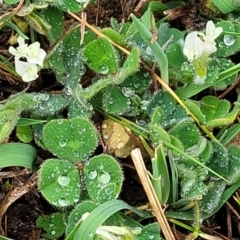 Trifolium subterraneum at Kaleen, ACT - 4 Oct 2023