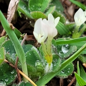 Trifolium subterraneum at Kaleen, ACT - 4 Oct 2023