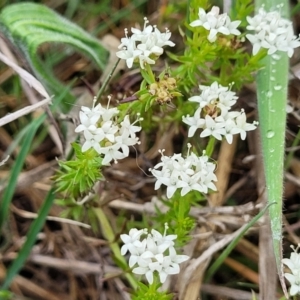 Asperula conferta at Kaleen, ACT - 4 Oct 2023 12:41 PM