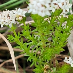 Asperula conferta at Kaleen, ACT - 4 Oct 2023 12:41 PM