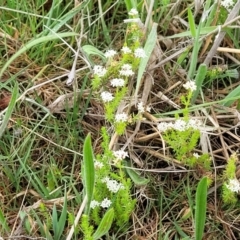 Asperula conferta at Kaleen, ACT - 4 Oct 2023 12:41 PM