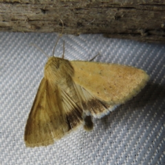 Helicoverpa punctigera (Native Budworm) at QPRC LGA - 3 Oct 2023 by MatthewFrawley