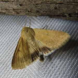 Helicoverpa punctigera at Braidwood, NSW - 3 Oct 2023 08:02 PM