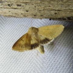 Helicoverpa punctigera at Braidwood, NSW - 3 Oct 2023 08:02 PM