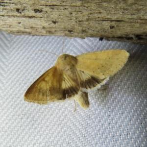 Helicoverpa punctigera at Braidwood, NSW - 3 Oct 2023 08:02 PM