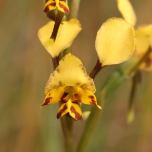 Diuris nigromontana at O'Connor, ACT - suppressed